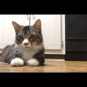 Meet your Posher, Monica